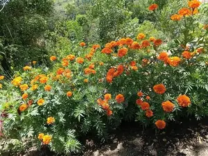 Marigold Seeds