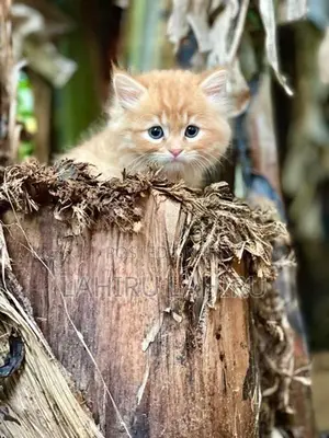 Persian Cat