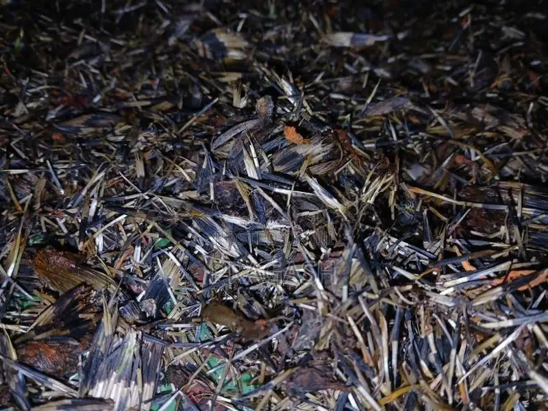 Marigold Seeds