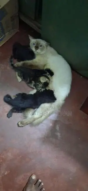 Himalayan Cat with Kittens