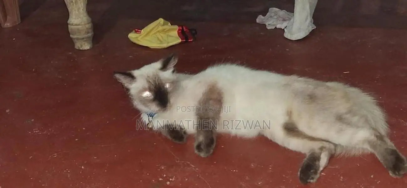 Himalayan Cat with Kittens