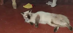 Himalayan Cat with Kittens