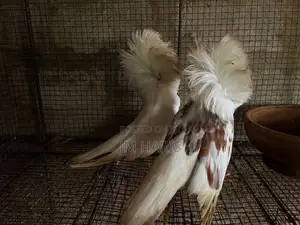 Jacobin Pigeons