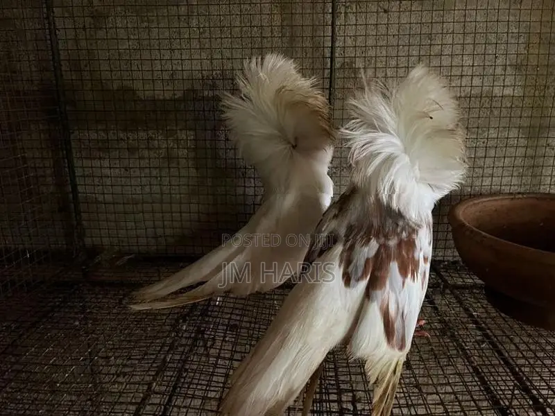 Jacobin Pigeons