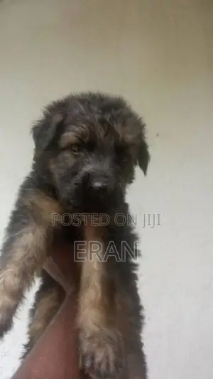 German Shepherd Puppy