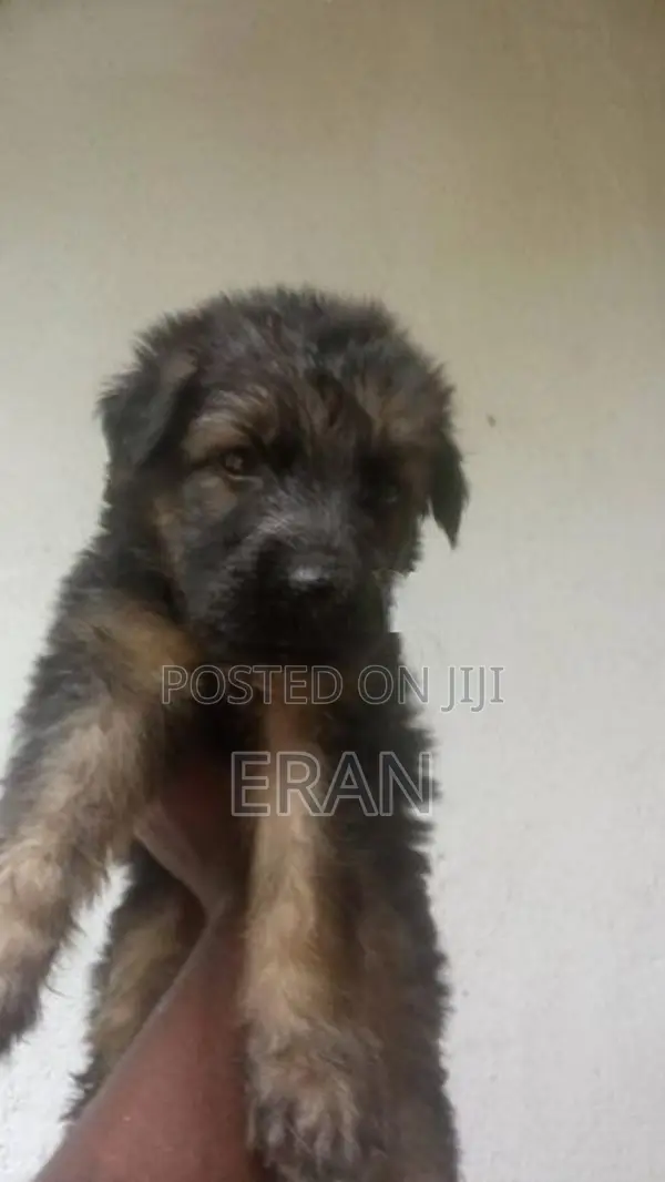 German Shepherd Puppy