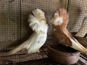Jacobin Pigeons