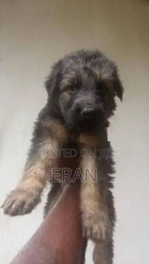 German Shepherd Puppy