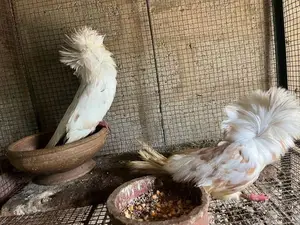Jacobin Pigeons