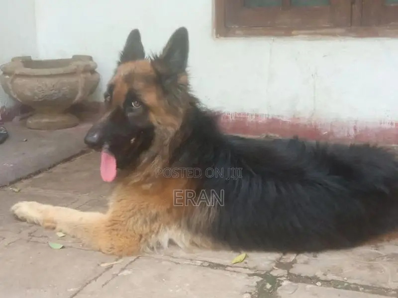 German Shepherd Puppy