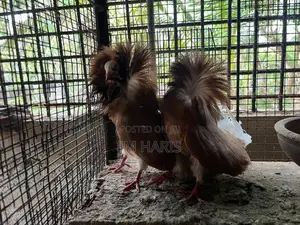 Jacobin Pigeons