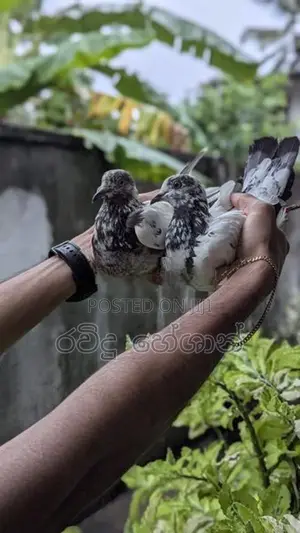 Pigeons