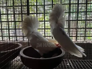 Jacobin Pigeons