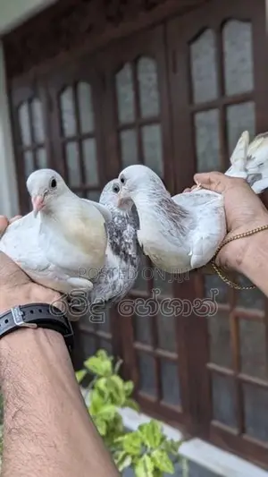 Pigeons