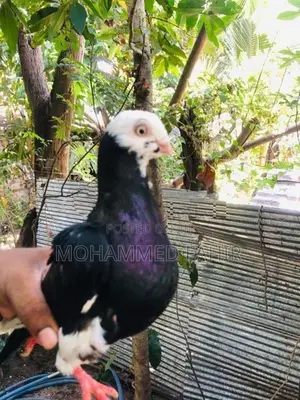 Short Face Pigeon
