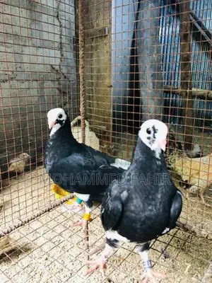 Short Face Pigeon