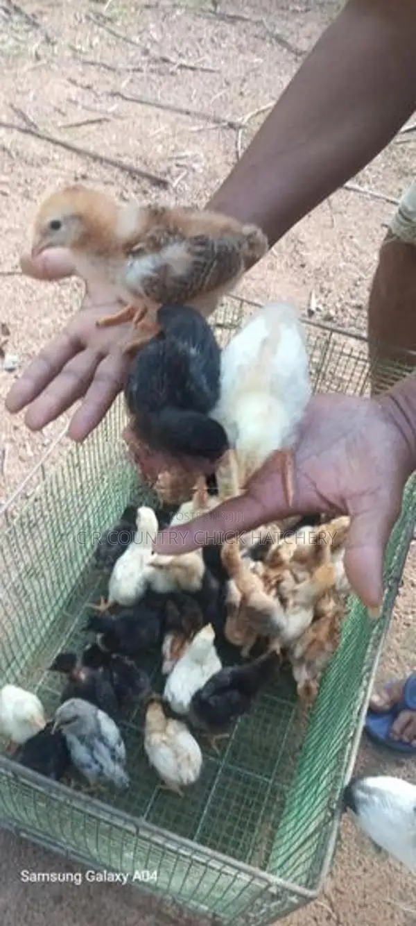 ஊர் கோழி குஞ்சு