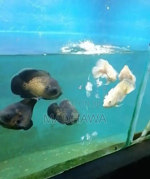 Oscar Fish