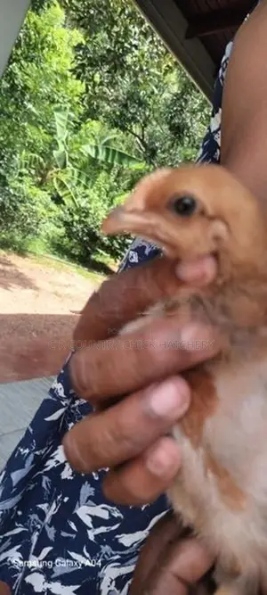 ஊர் கோழி குஞ்சு