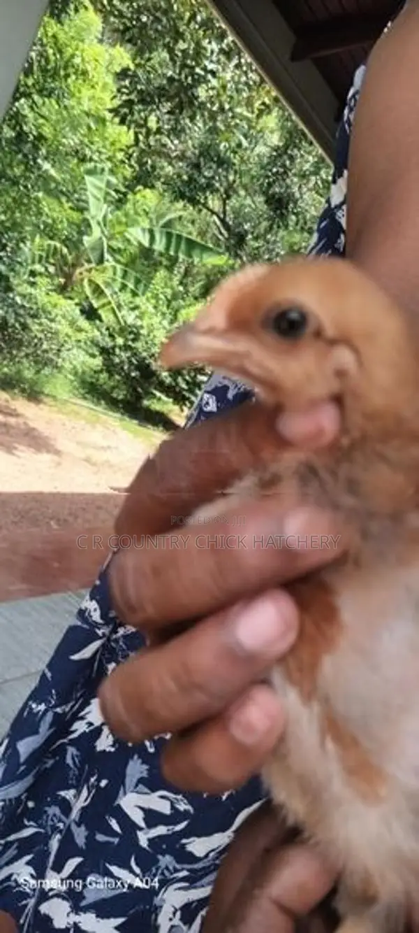 ஊர் கோழி குஞ்சு