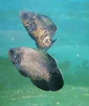 Oscar Fish