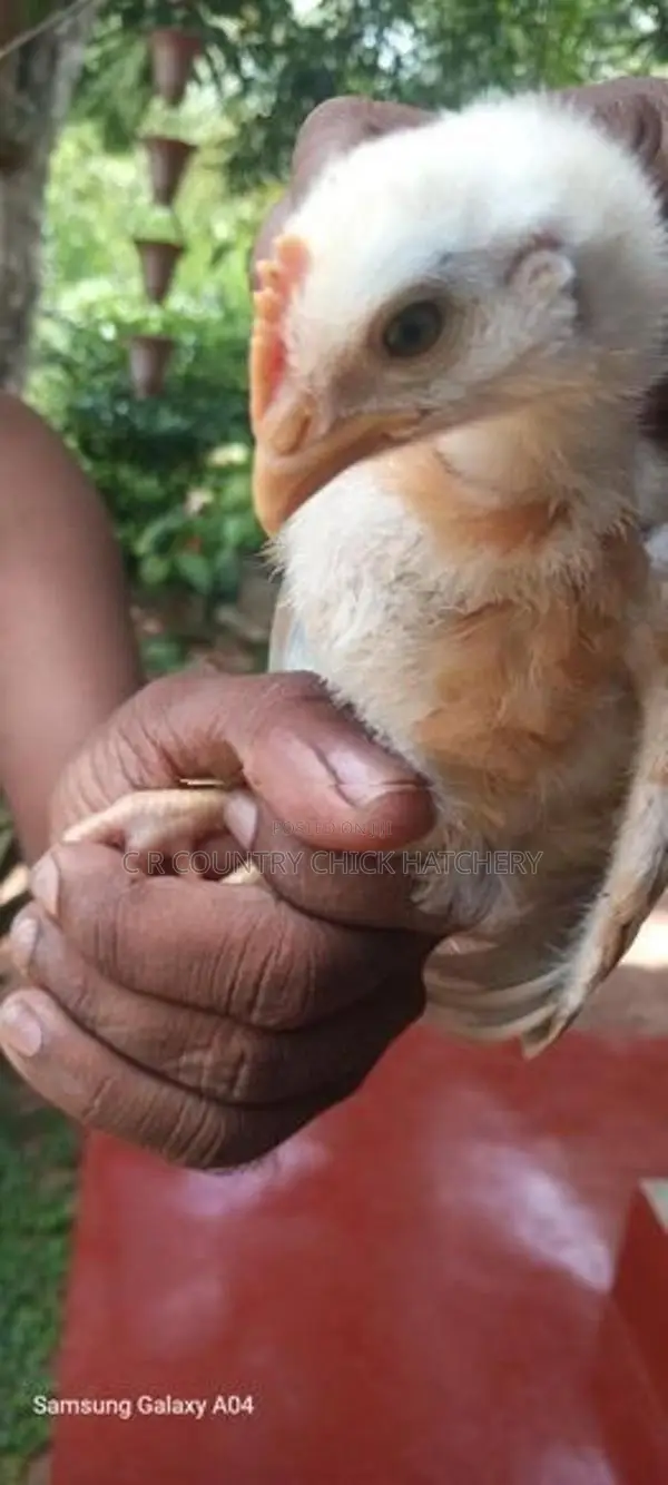ஊர் கோழி குஞ்சு