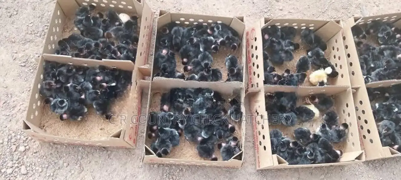 கோழி குஞ்சு