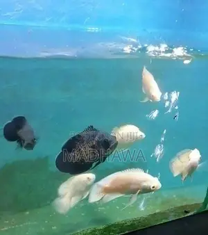 Oscar Fish