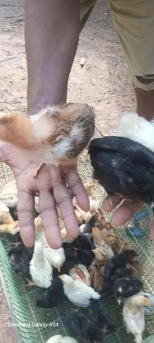 ஊர் கோழி குஞ்சு