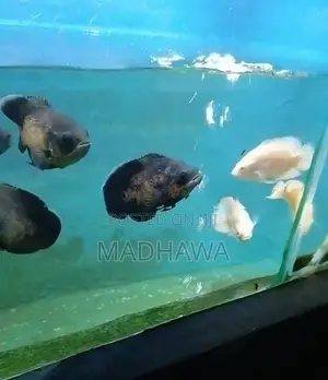Oscar Fish
