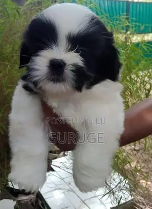 Shih Tzu Puppy