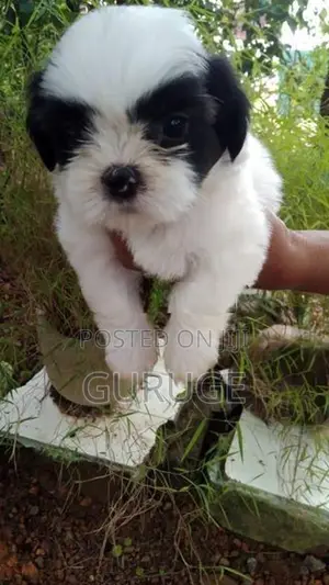 Shih Tzu Puppy