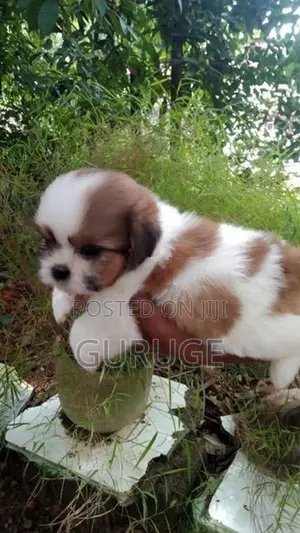 Shih Tzu Puppy