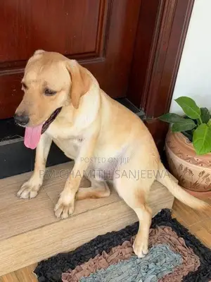 Labrador Dog