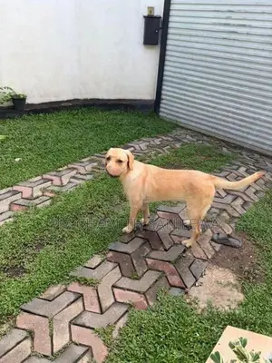 Labrador Dog