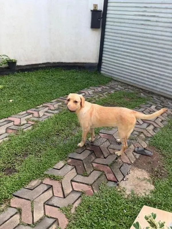 Labrador Dog