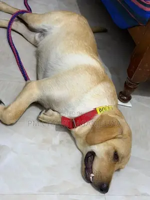 Labrador Dog