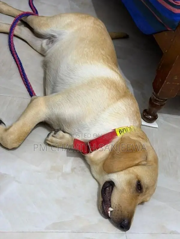 Labrador Dog