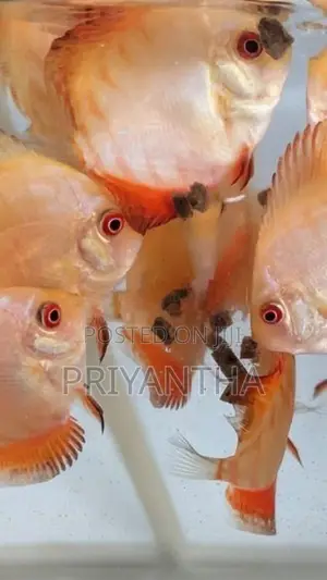 Red Panda Baby fish