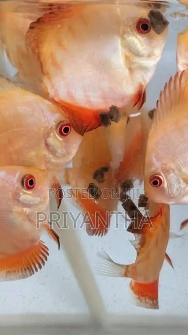 Red Panda Baby fish