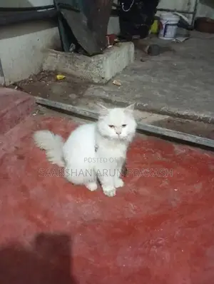 Persian Cat
