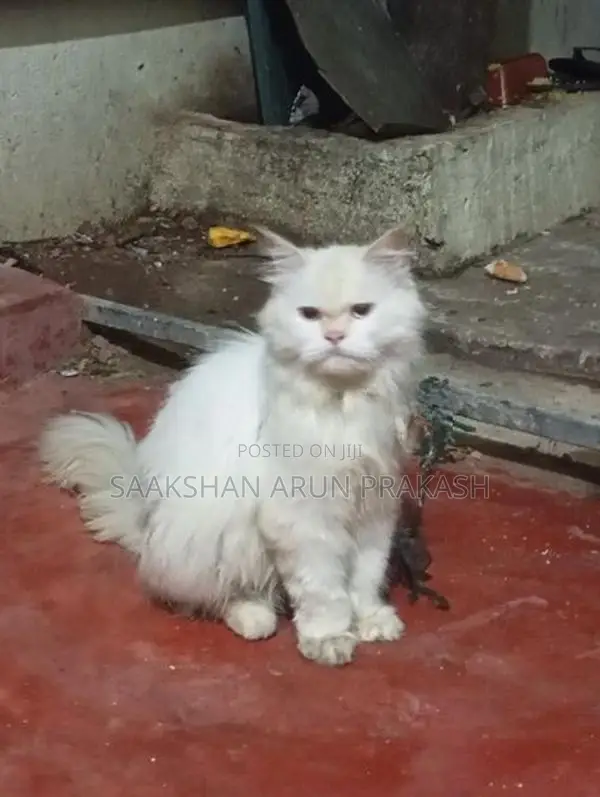 Persian Cat