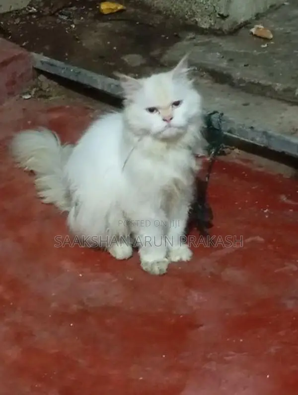 Persian Cat