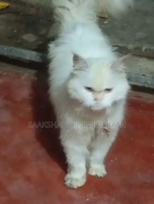 Persian Cat