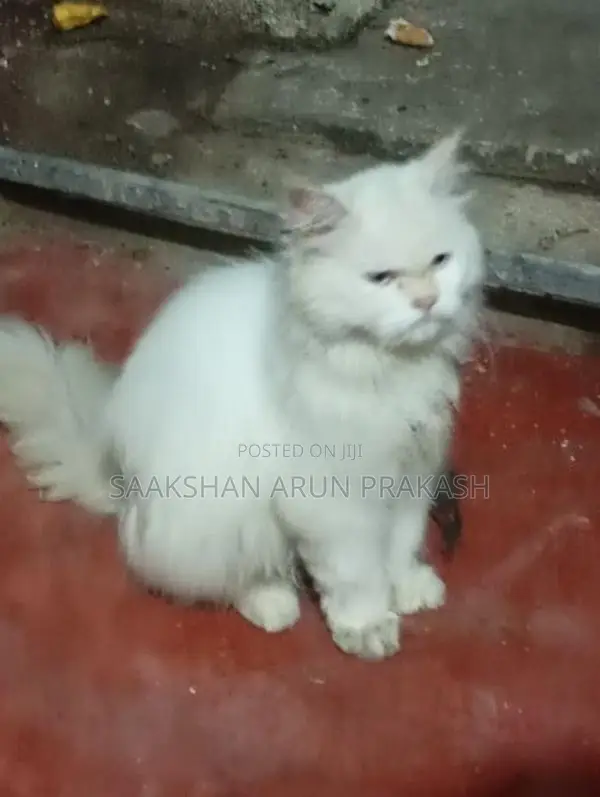 Persian Cat