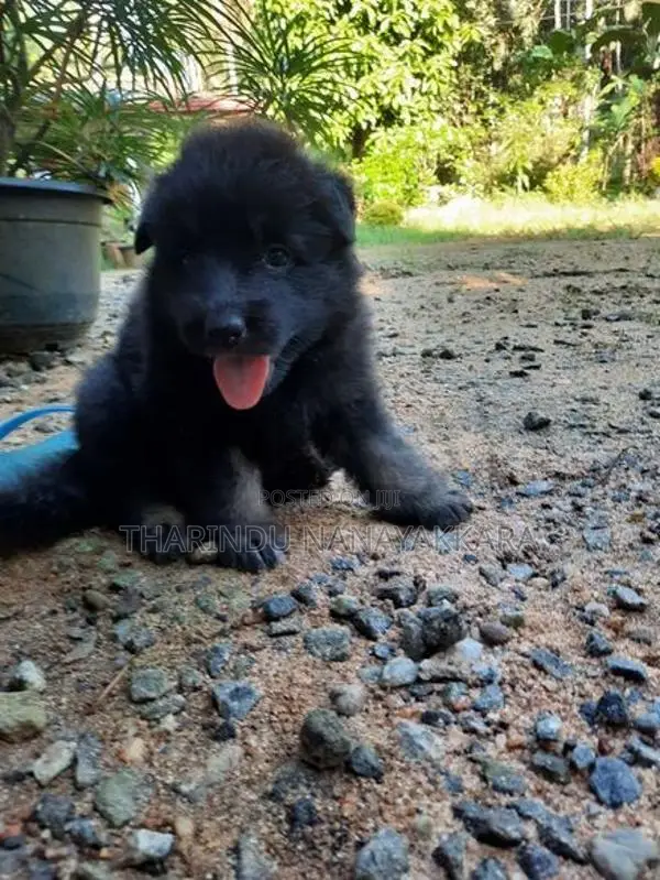 Germansheprd puppy