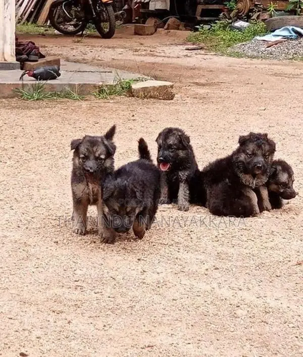 Germansheprd puppy