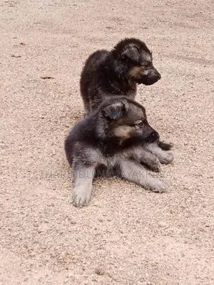 Germansheprd puppy