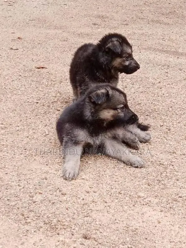 Germansheprd puppy