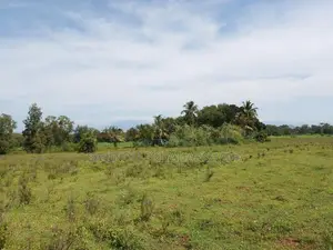 අක්කර 40ක් වගාවට ඉතාමත් සුදුසු ඉඩමක් වැල්ලවාය